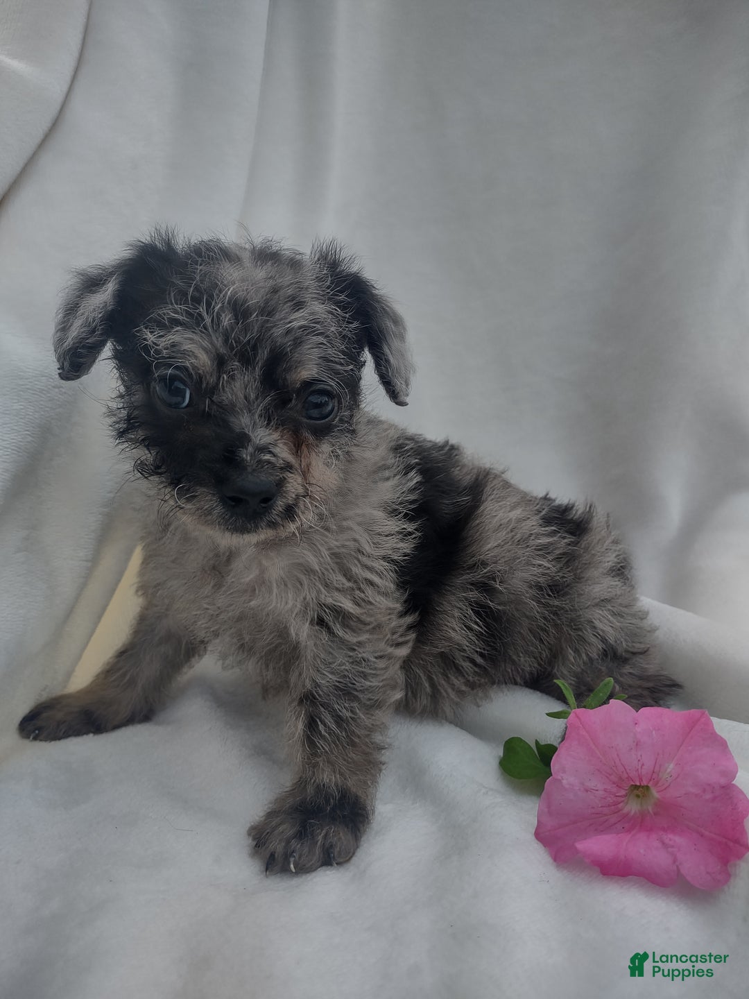 Chipoo dogs for sale: Jada - Ad 6