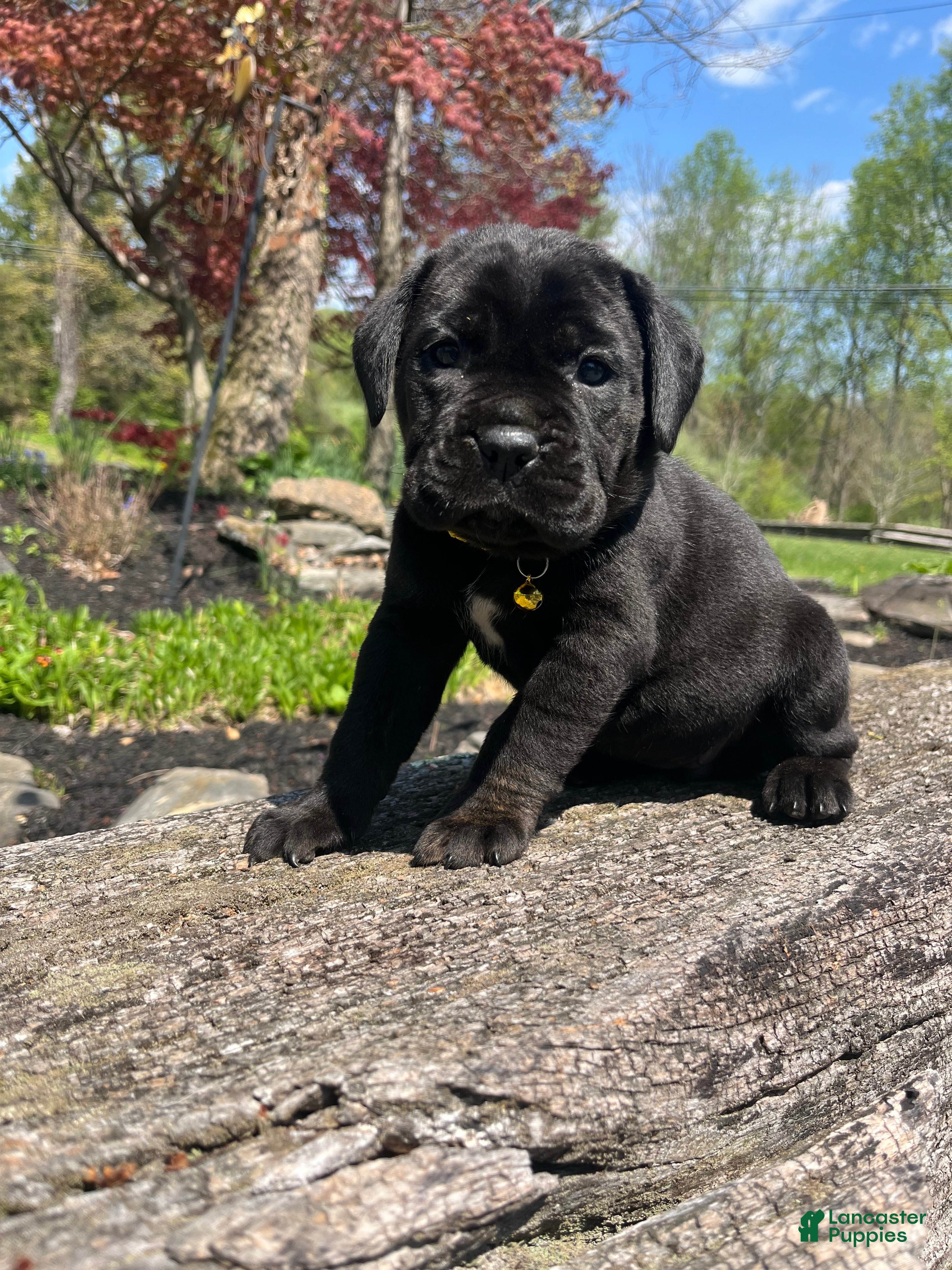 Cane Corso dogs Stella - Ad 1