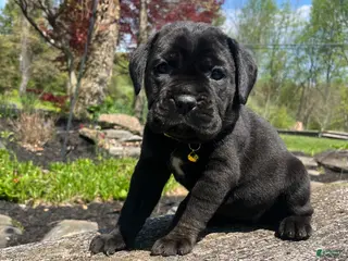 Cane Corso dogs for sale: Stella - Ad 3