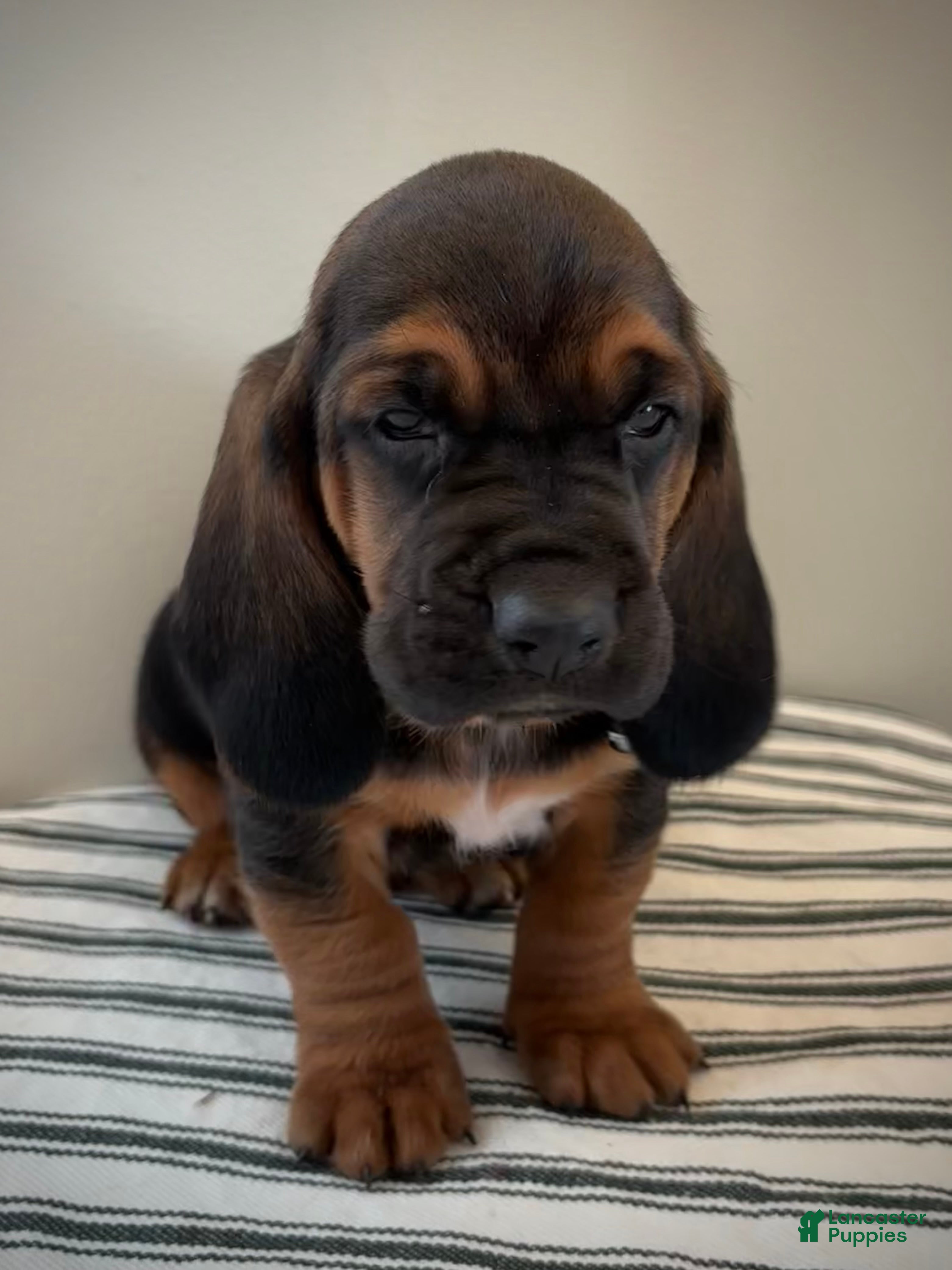 Basset Hound dogs Buddy - Ad 30