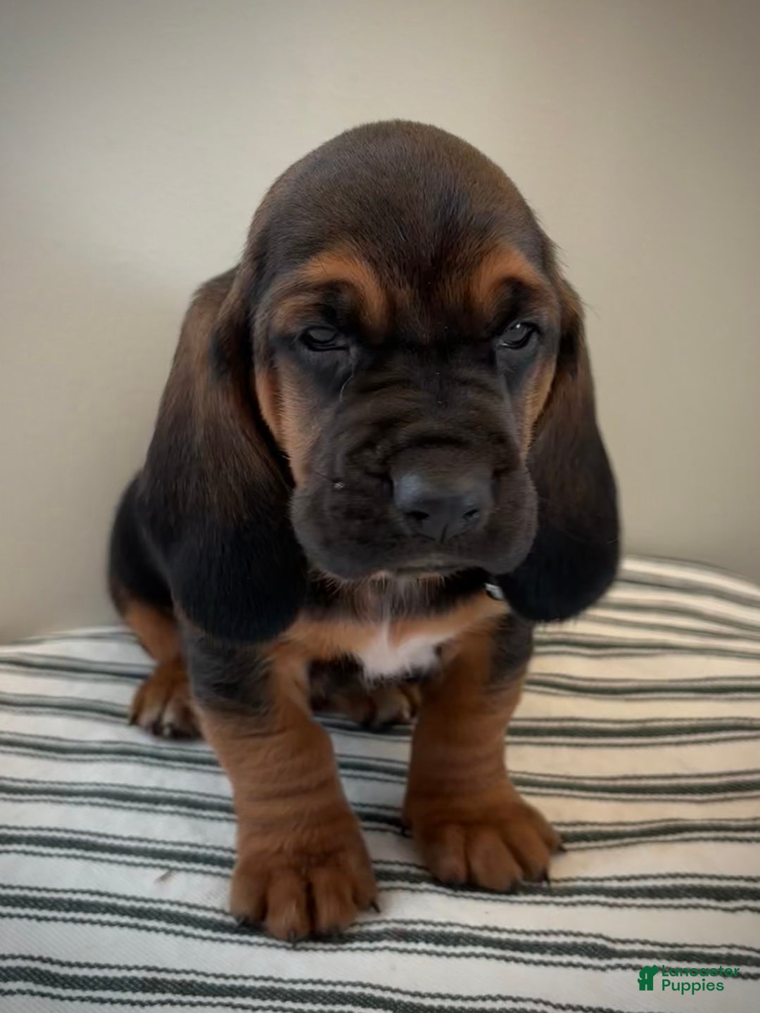 Basset Hound dogs for sale: Buddy - Ad 1