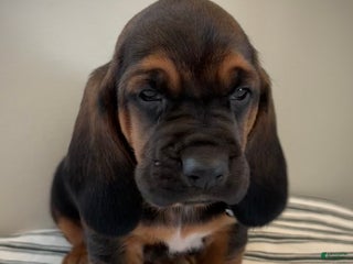 Basset Hound dogs Buddy - Ad 36