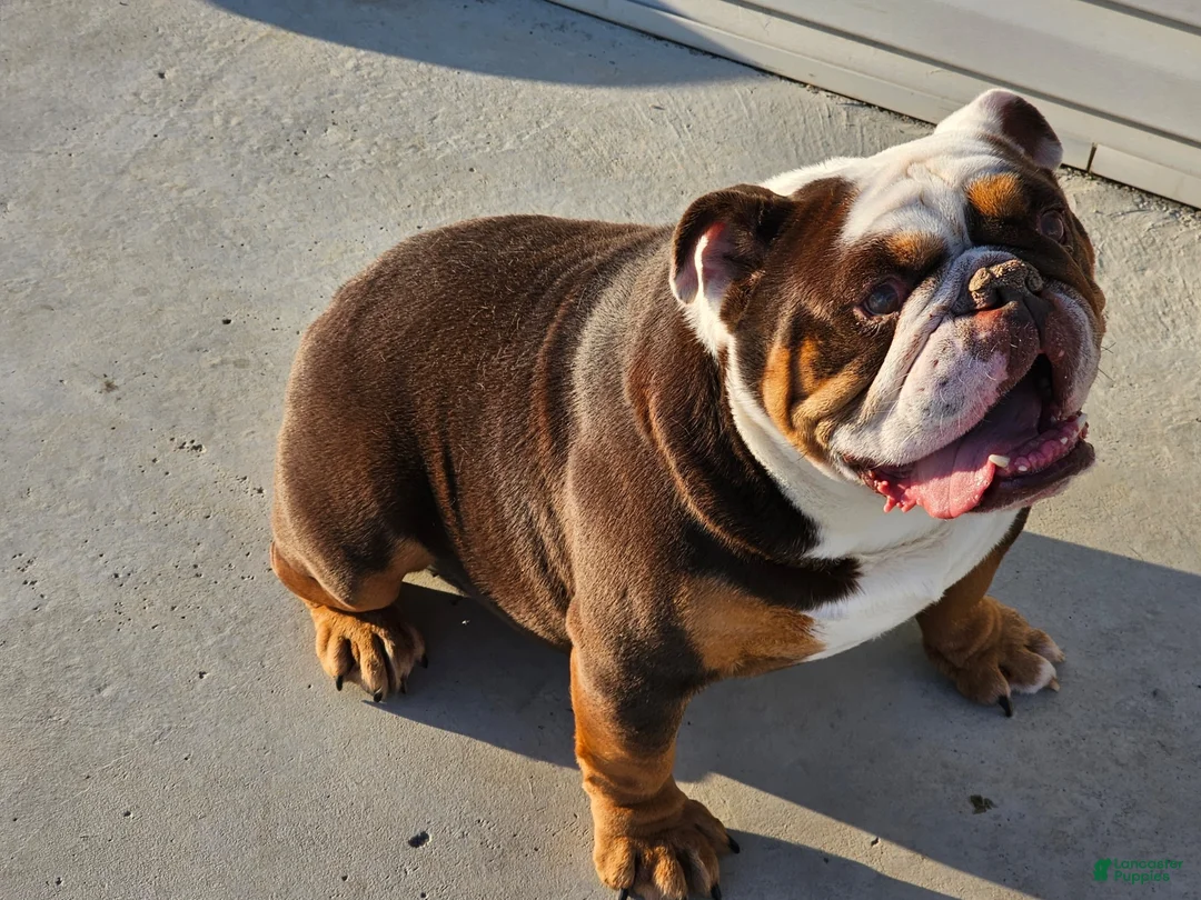 English Bulldog dogs for sale: Mable - Ad 8