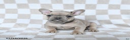 French Bulldog dogs for sale: Henry - Ad 3