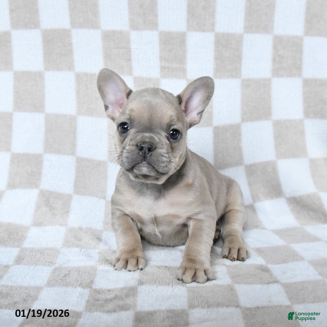 French Bulldog dogs for sale: Henry - Ad 3