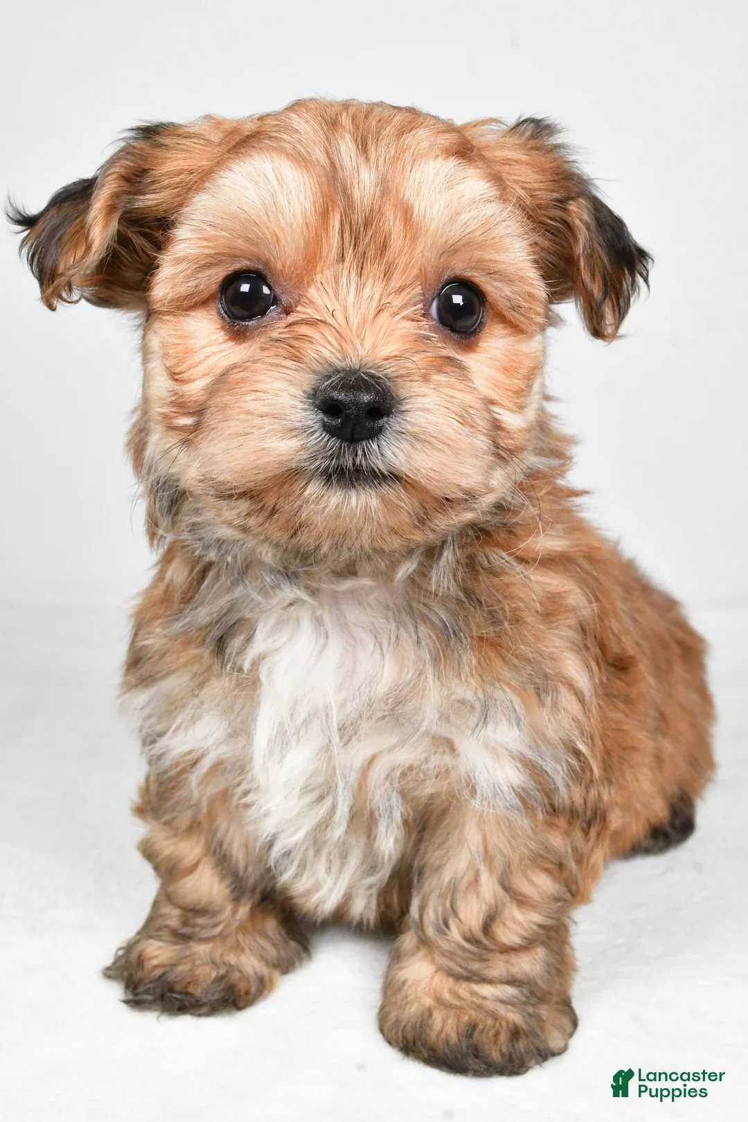 Morkie dogs for sale: Daryl - Ad 7