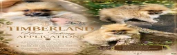 Pomeranian dogs for sale: Timber - Ad 5