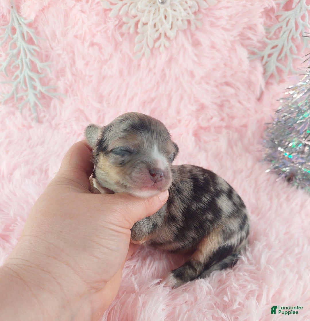 Chihuahua dogs for sale:  Priscilla - Ad 8