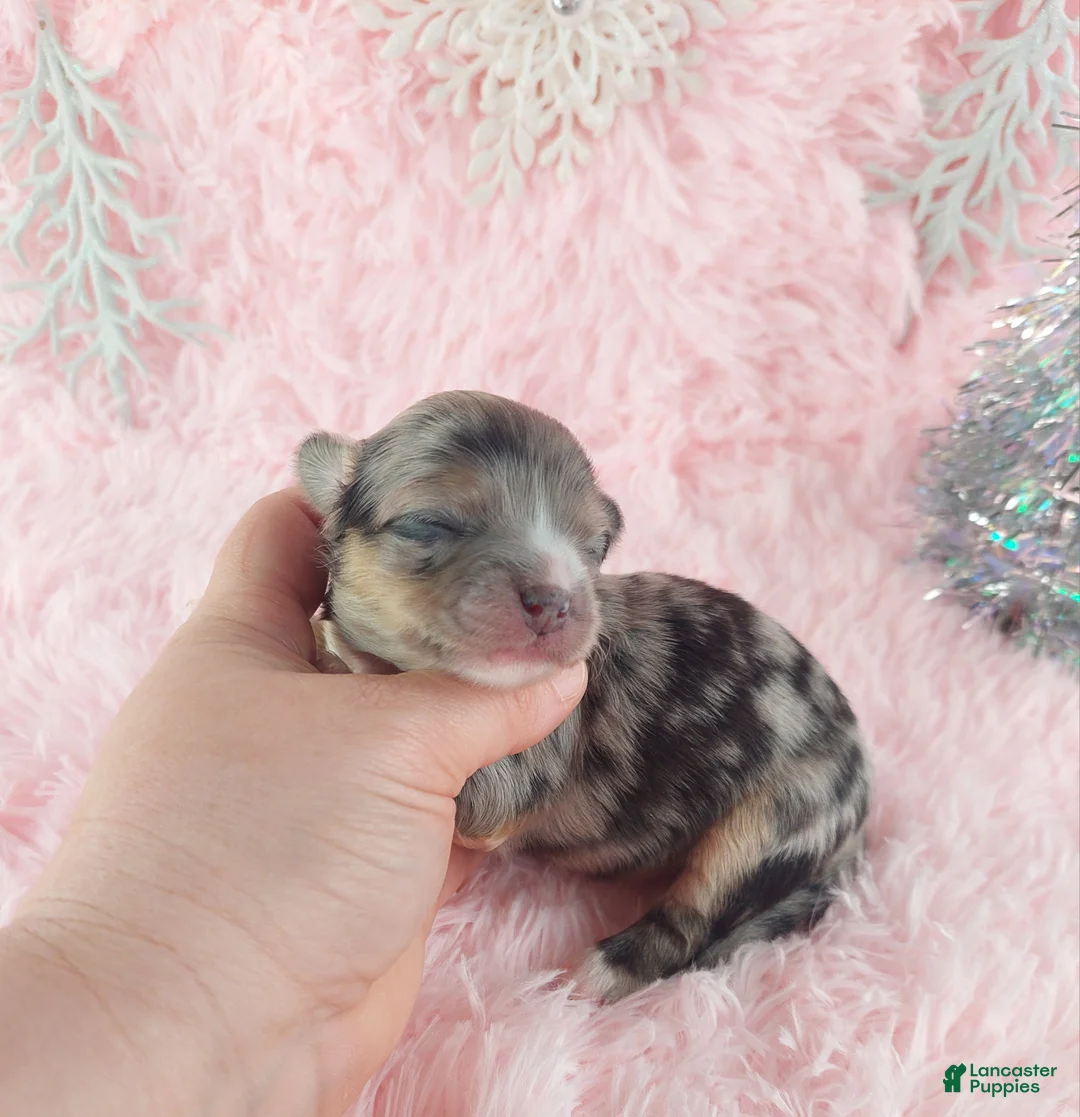 Chihuahua dogs for sale:  Priscilla - Ad 8