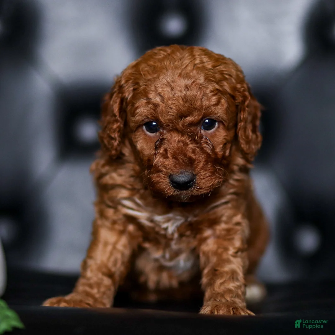 Mini Goldendoodle dogs for sale: Lucas - Ad 1