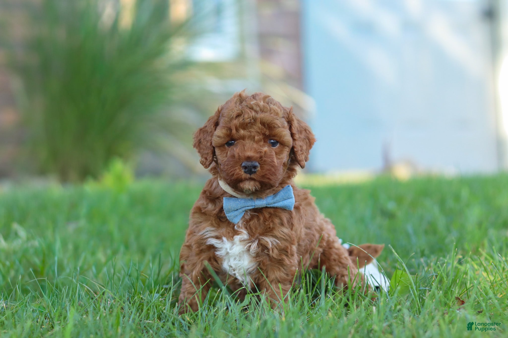 Cockapoo dogs Hunter - Ad 2