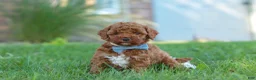 Cockapoo dogs for sale: Hunter - Ad 2
