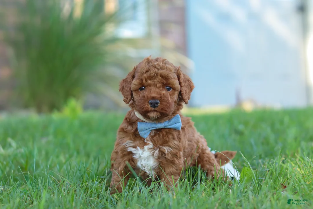 Cockapoo dogs for sale: Hunter - Ad 2