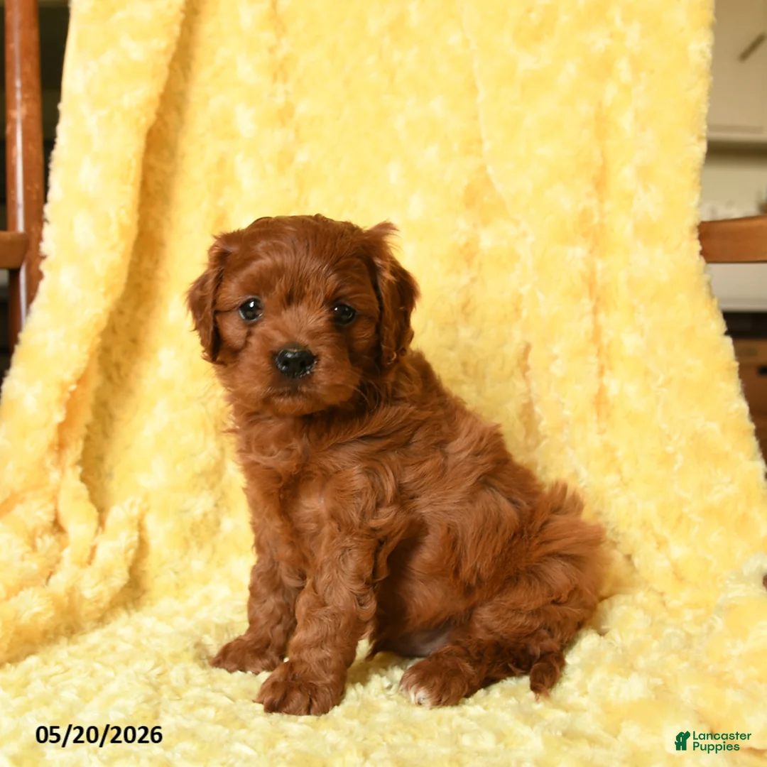 Cavapoo dogs for sale: Frederick - Ad 1