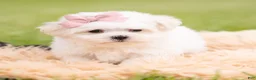 Maltese dogs for sale: Poppy AKC - Ad 2