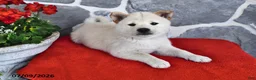 Shiba Inu dogs for sale: Oscar - Ad 3