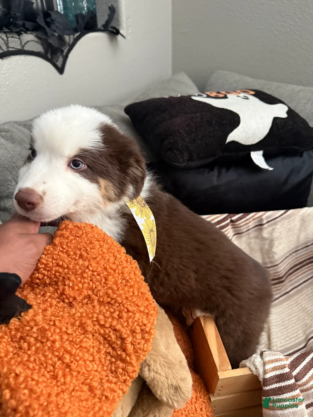 Australian Shepherd dogs for sale: Roxy  - Ad 5