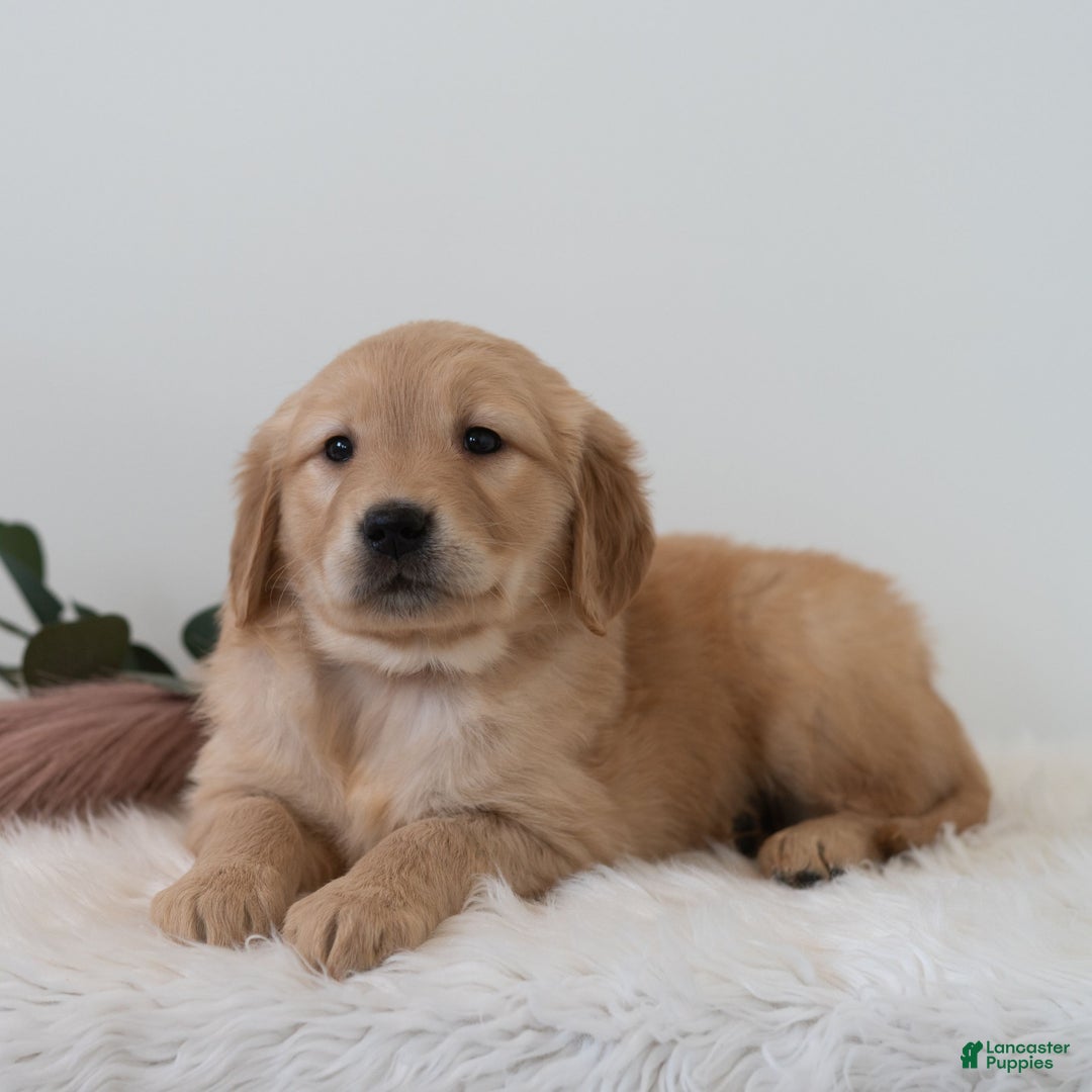 Golden Retriever dogs for sale: Shante  - Ad 2