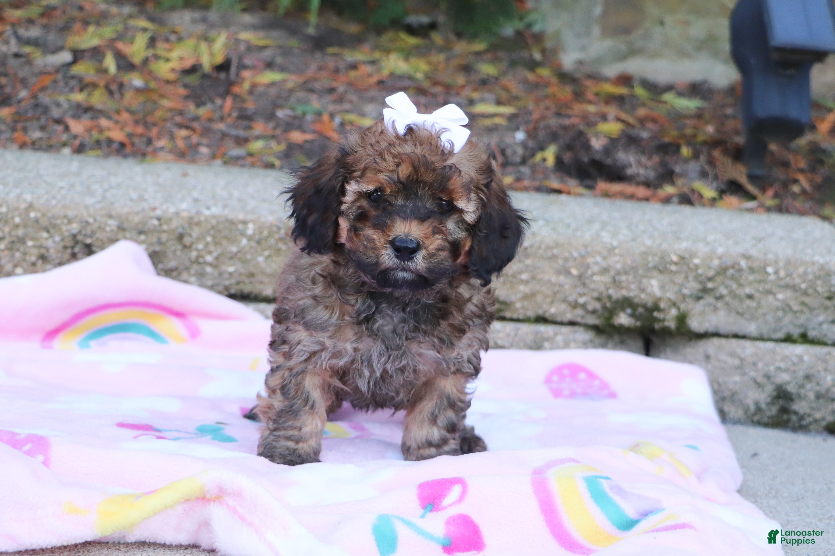 Cavapoo dogs Rudy - Ad 1