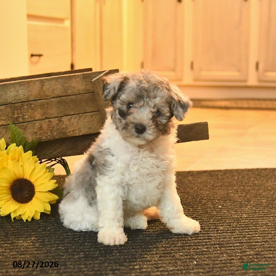 Toy Poodle dogs Smokey  - Ad 1