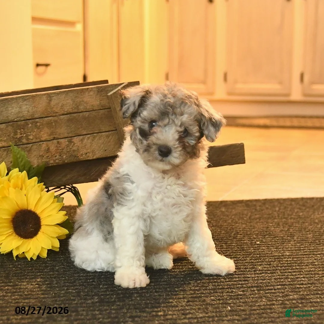 Toy Poodle dogs for sale: Smokey  - Ad 1