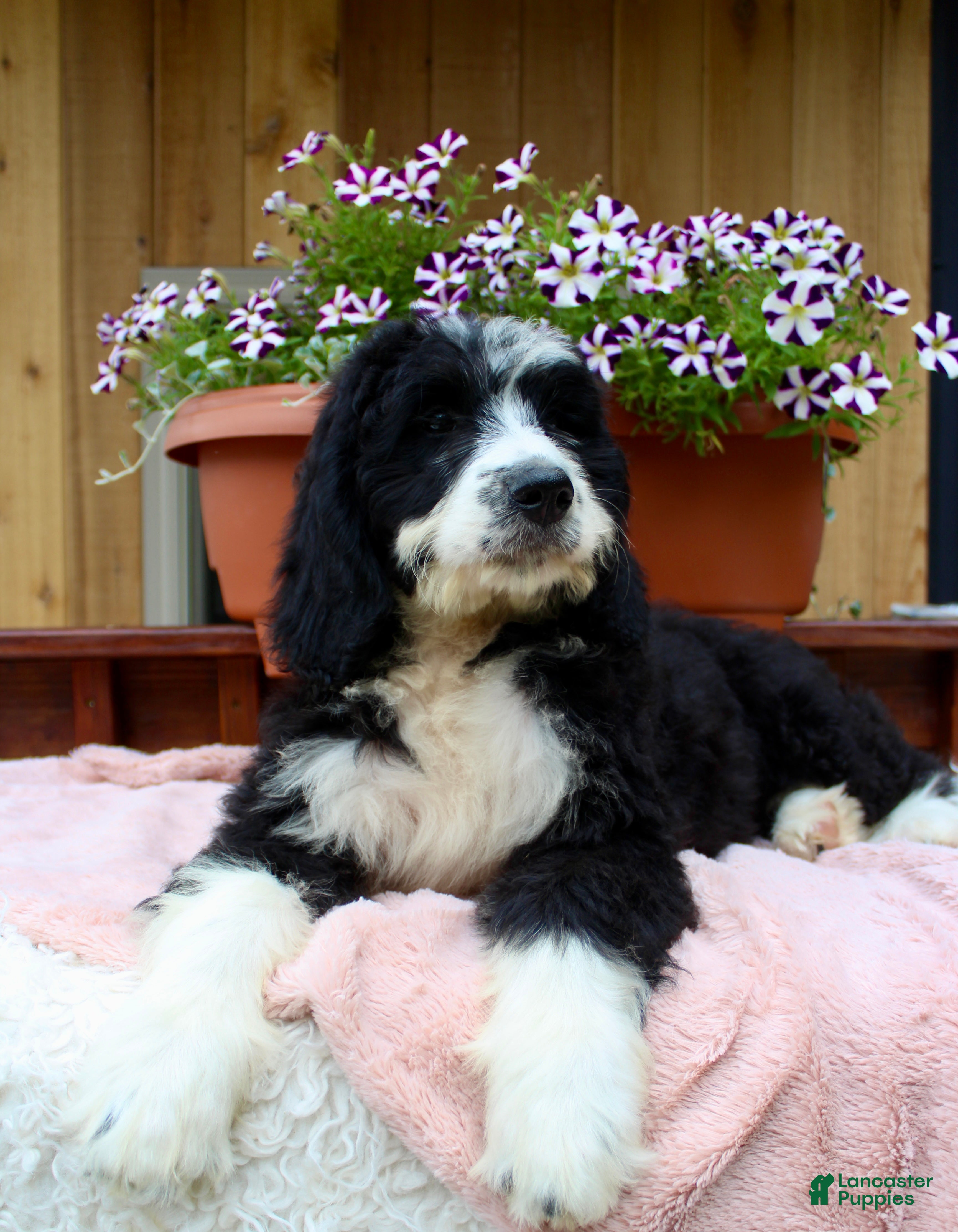 Bernedoodle dogs Ava - Ad 2