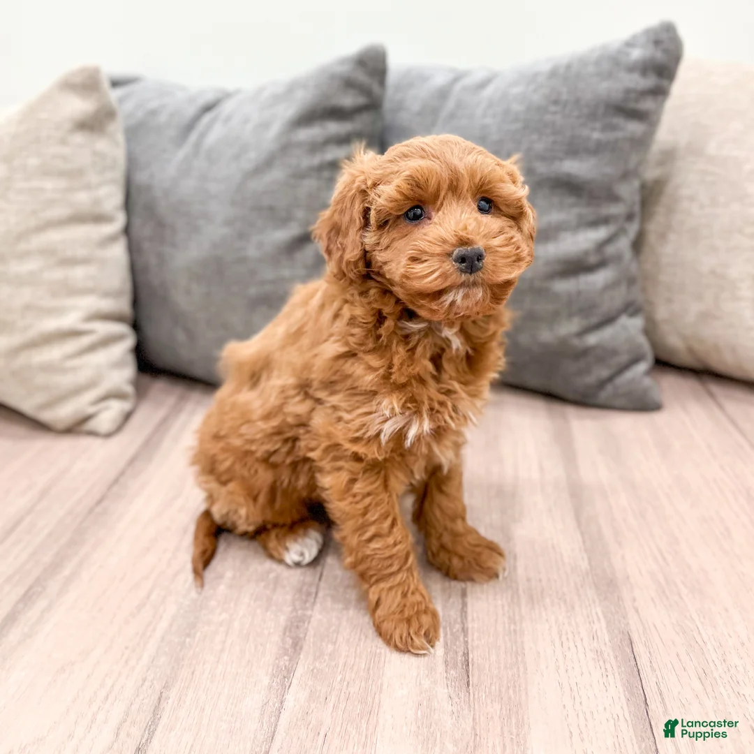 Goldendoodle dogs for sale: Alexis - Ad 3