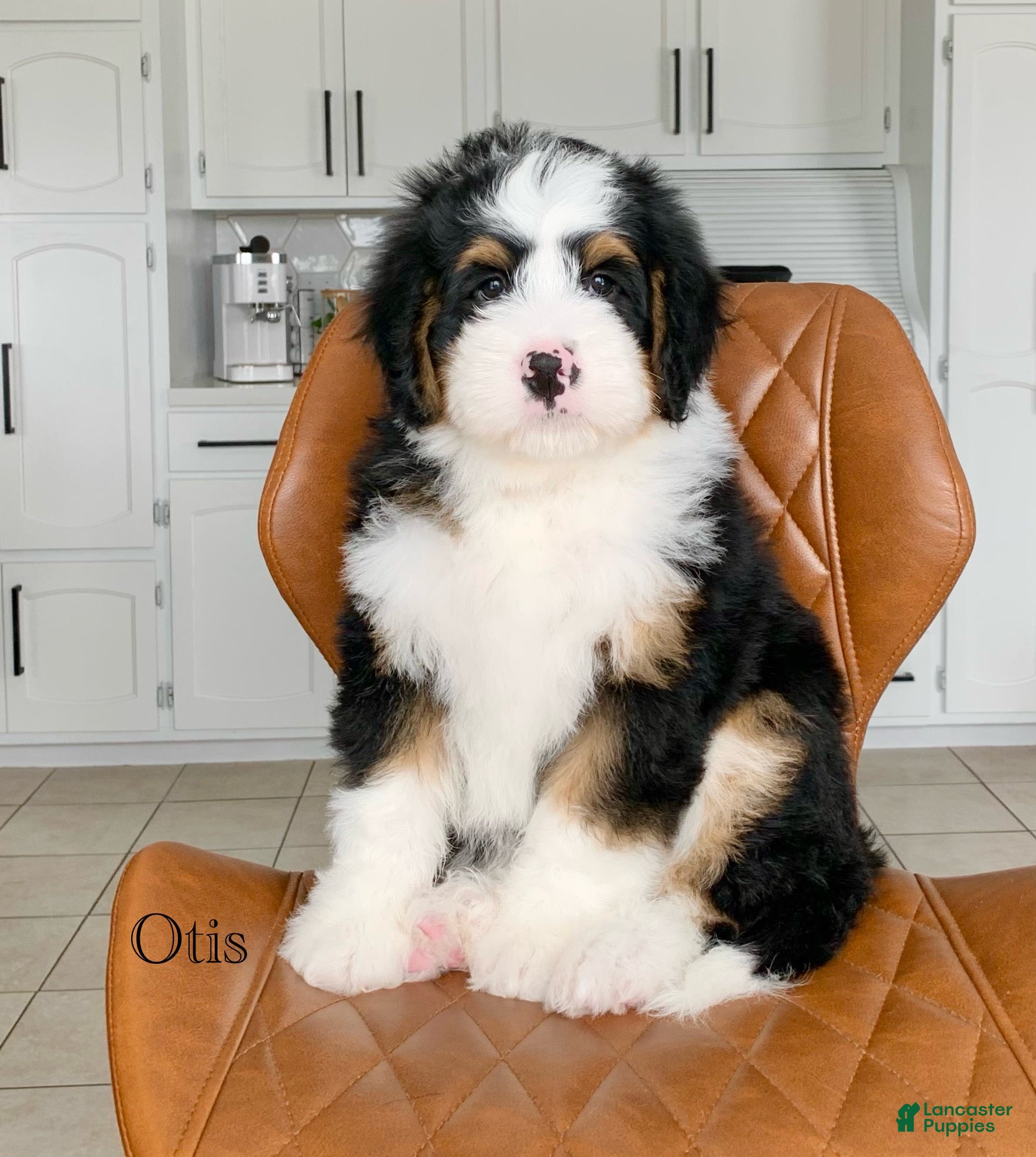 Bernedoodle dogs Otis - Ad 1
