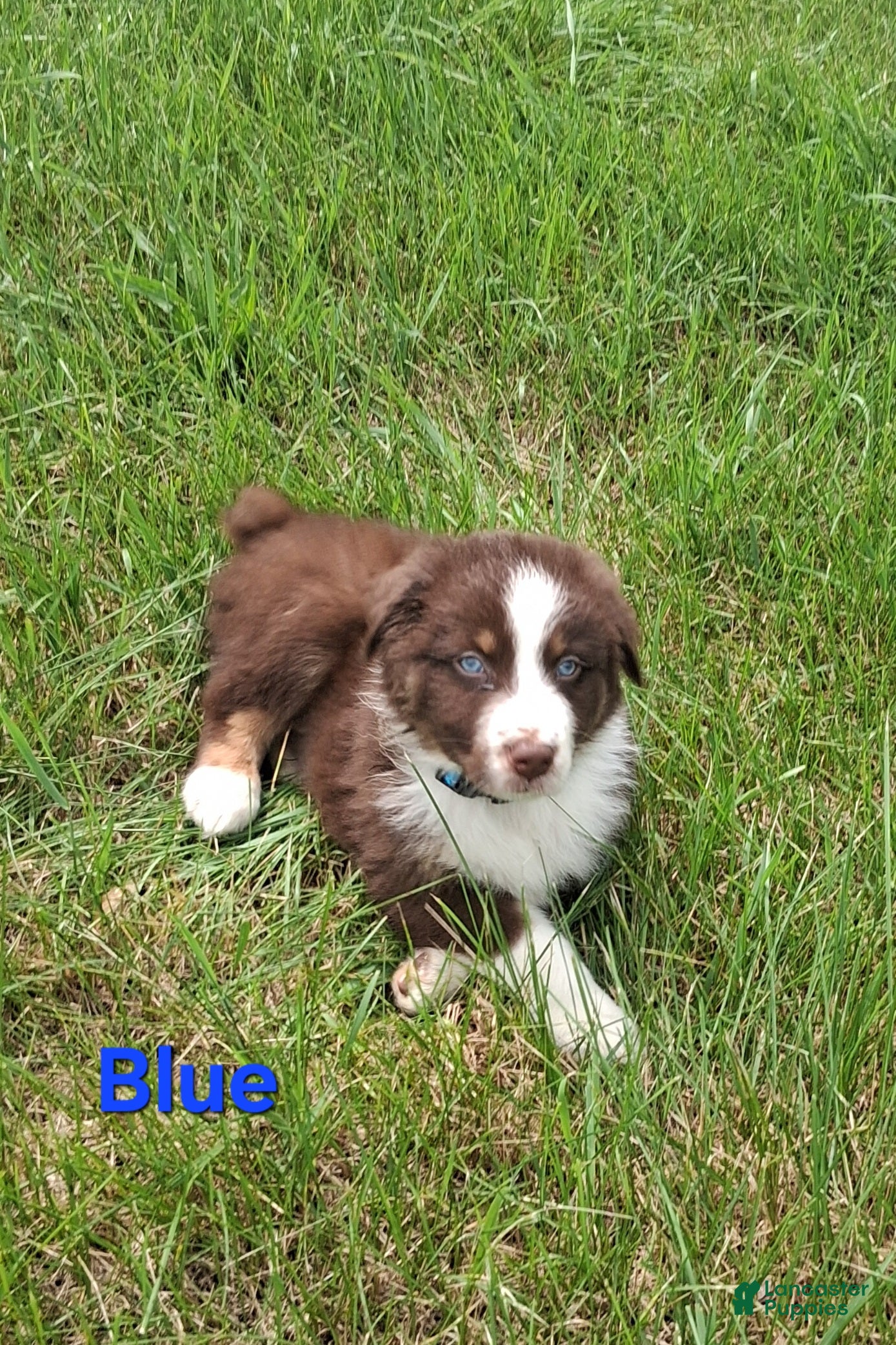 Australian Shepherd dogs Blue - Ad 37