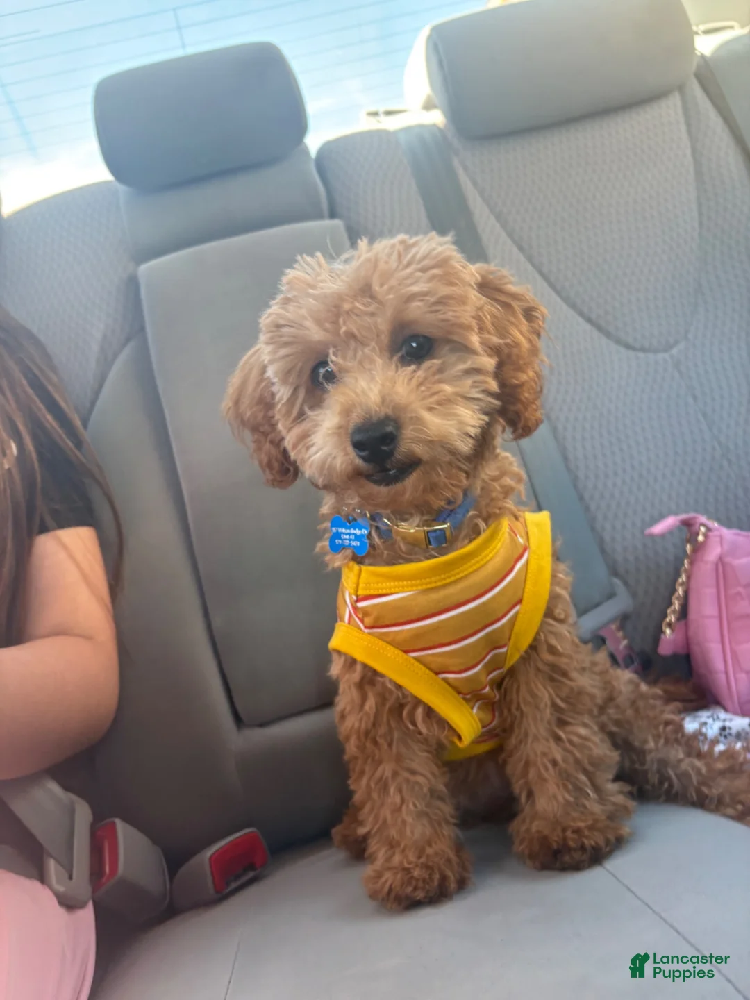 Toy Poodle dogs for sale: Rocky - Ad 2