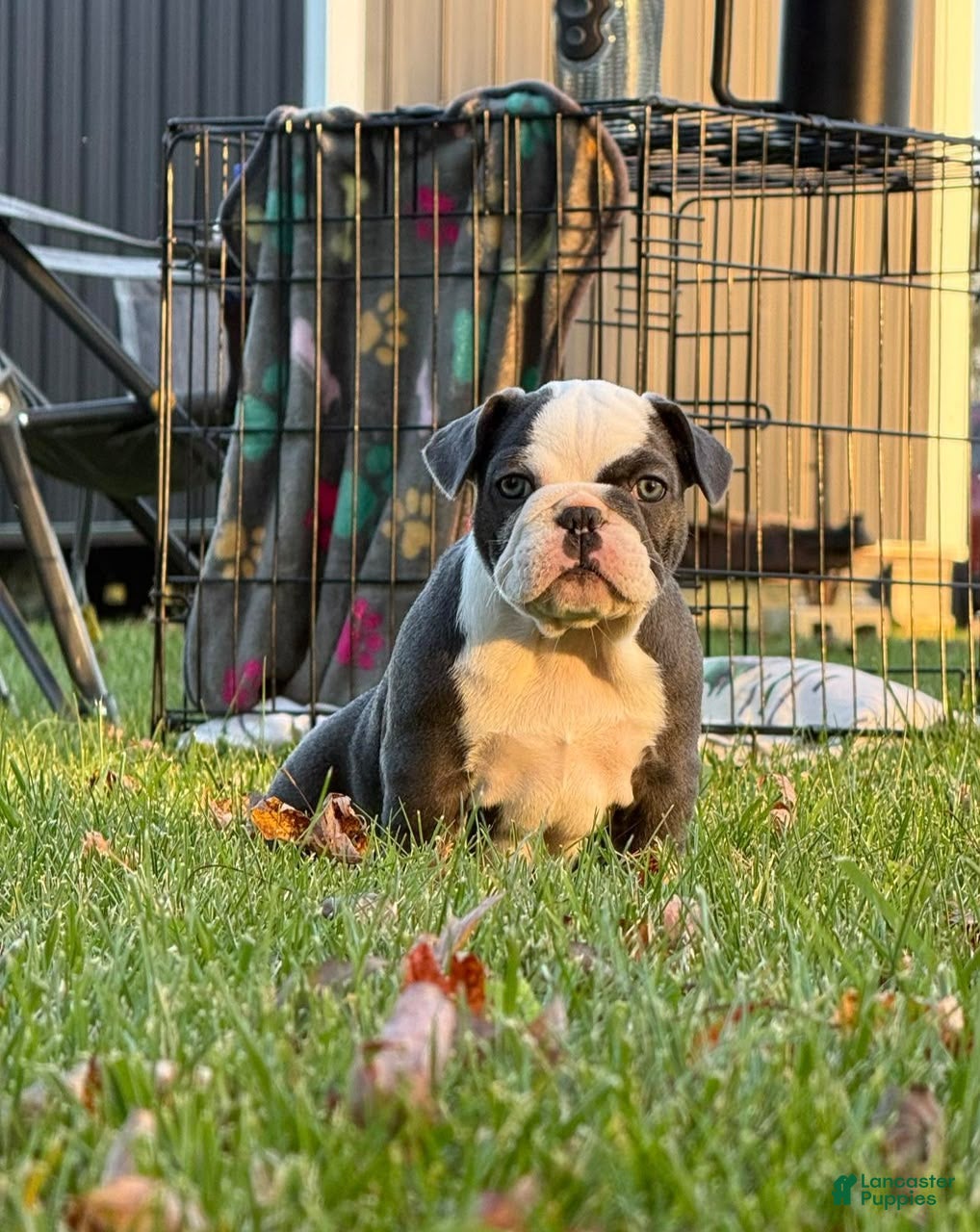 French Bulldog dogs for sale: Thelma - Ad 8