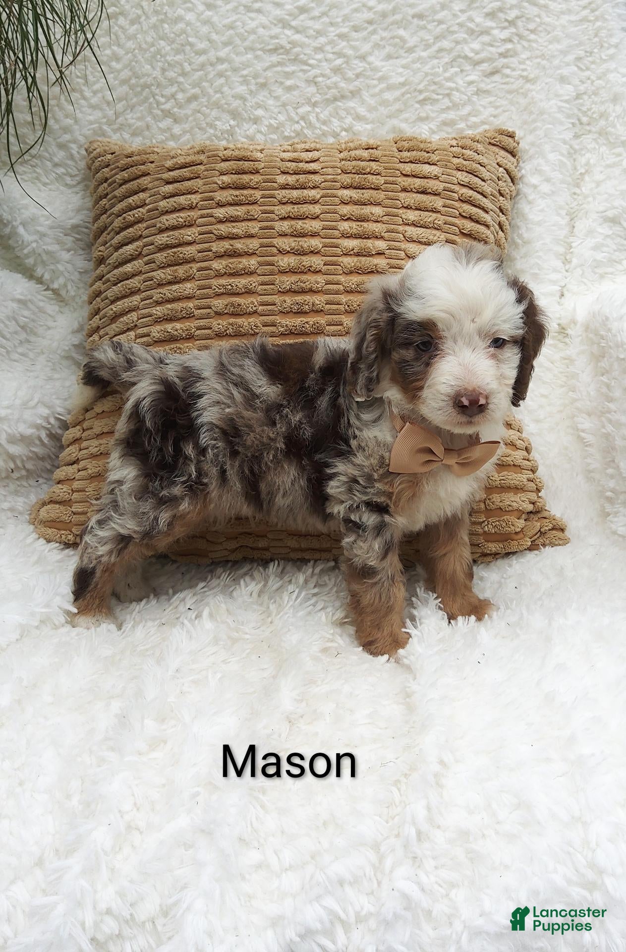 Mason