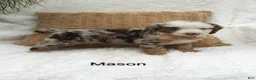 Mini Bernedoodle dogs for sale: Mason  - Ad 9