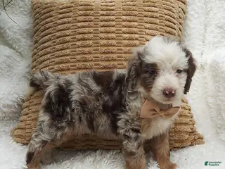 Mini Bernedoodle dogs Mason - Ad 35