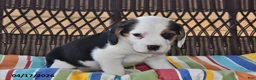 Beagle dogs for sale: Izzy - Ad 3