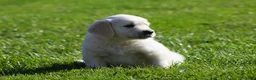 Golden Retriever dogs for sale: Lawrence  - Ad 3