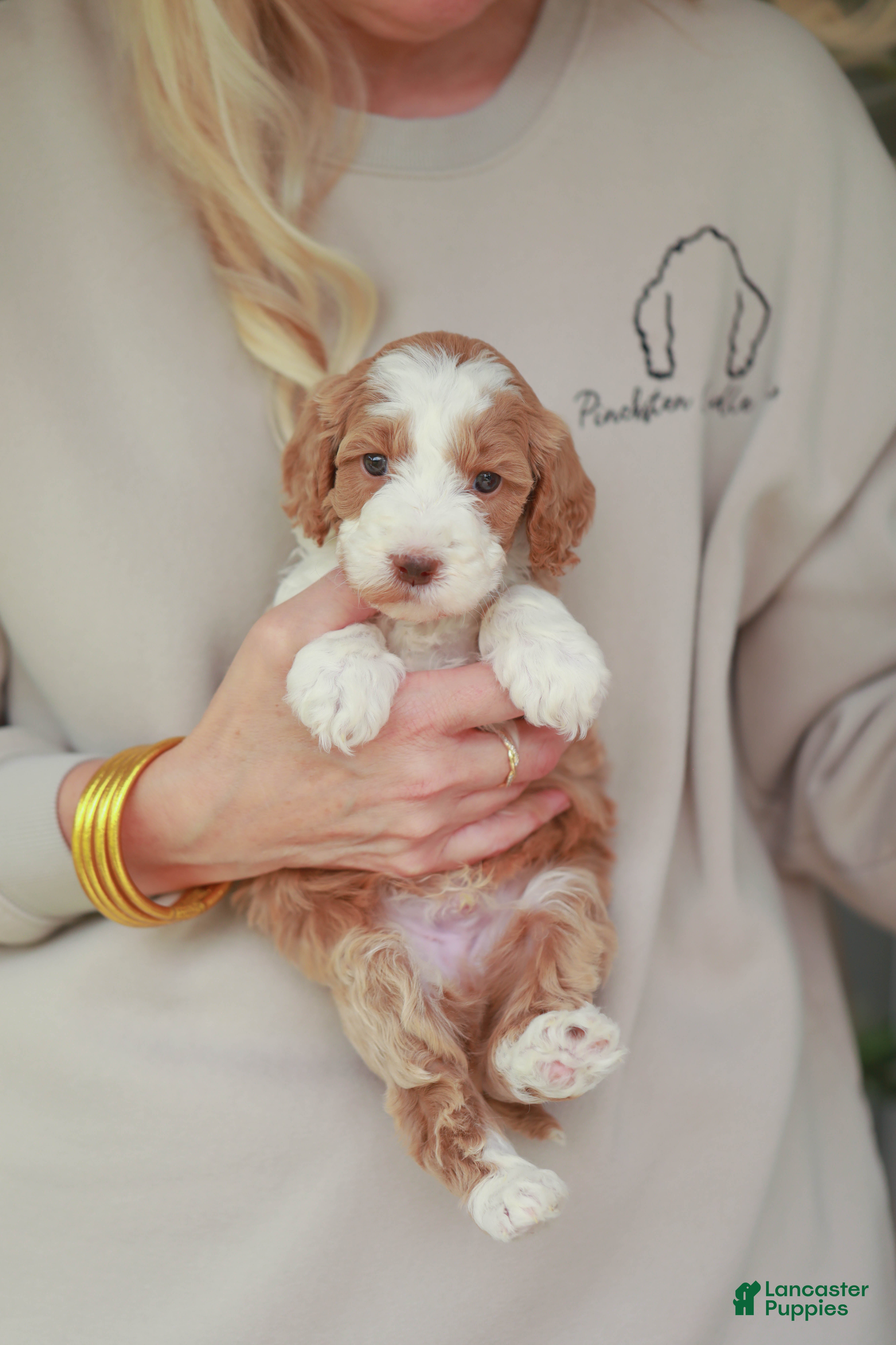 Bernedoodle dogs Rawlings - Ad 3