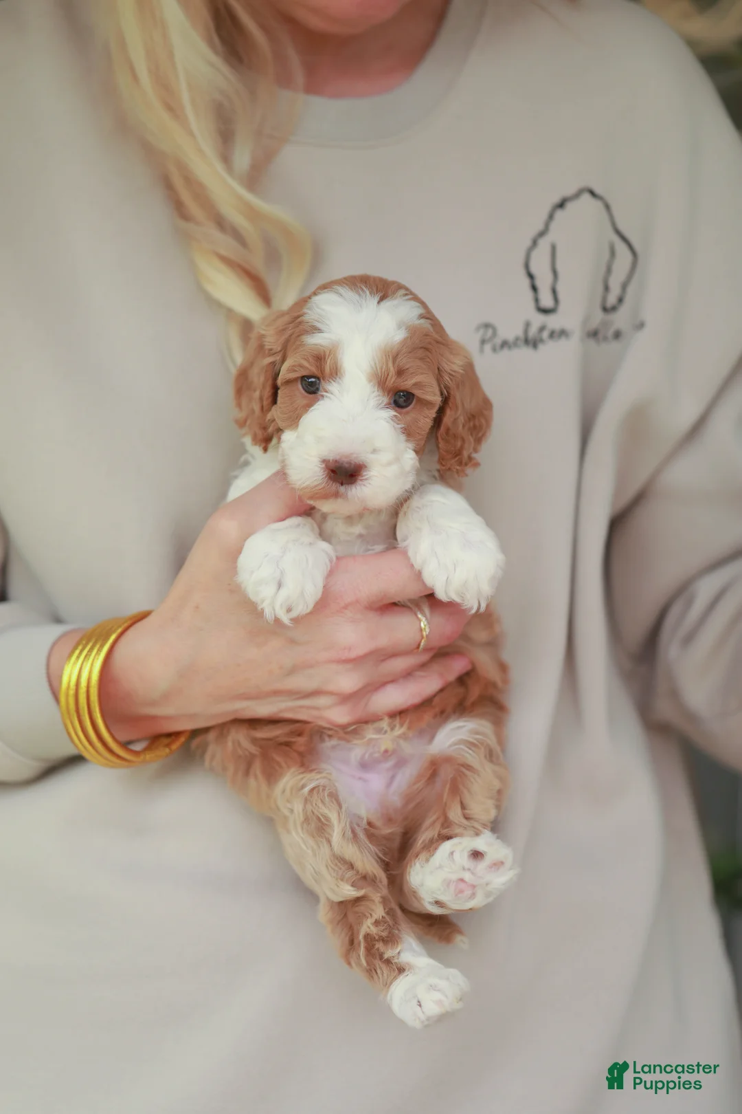 Bernedoodle dogs for sale: Rawlings - Ad 1