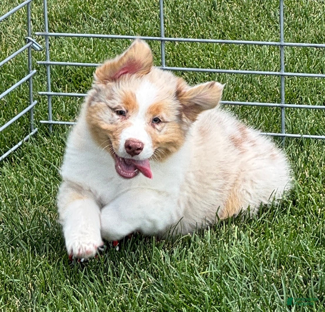 Australian Shepherd dogs Australian Shepherd Male - Ad 6