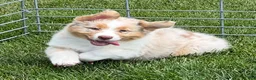Australian Shepherd dogs for sale: Australian Shepherd Male - Ad 1