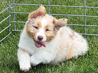 Australian Shepherd dogs Australian Shepherd Male - Ad 6