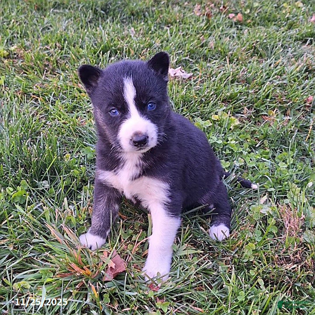 Gerberian Shepsky dogs for sale: Bella   - Ad 3