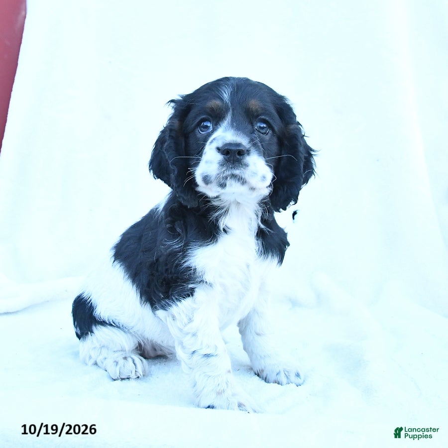 English Cocker Spaniel dogs for sale: Molly - Ad 1