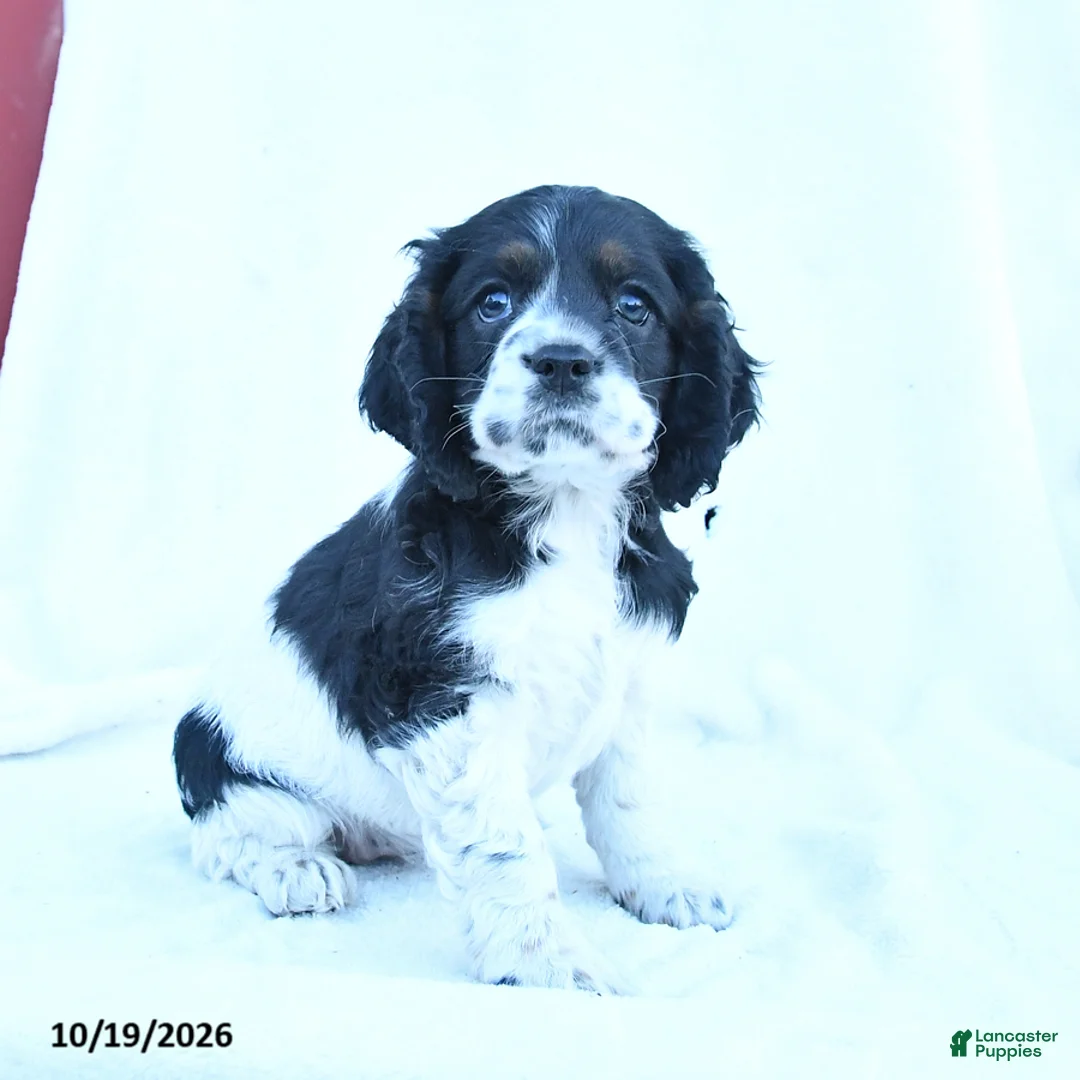 English Cocker Spaniel dogs for sale: Molly - Ad 1