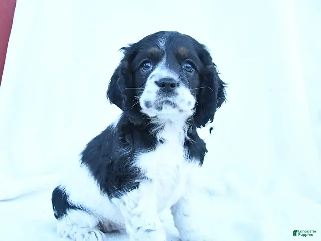 English Cocker Spaniel dogs for sale: Molly - Ad 1