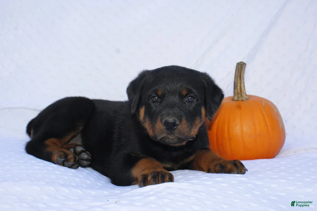 Rottweiler dogs for sale: Gunner - Ad 2