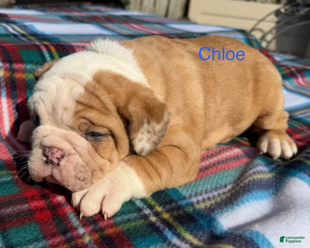 English Bulldog dogs for sale: Chloe - Ad 1