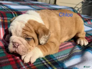 English Bulldog dogs Chloe - Ad 26