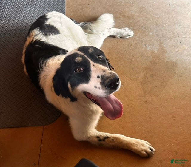Mixed Breed dogs Gracie - Ad 1