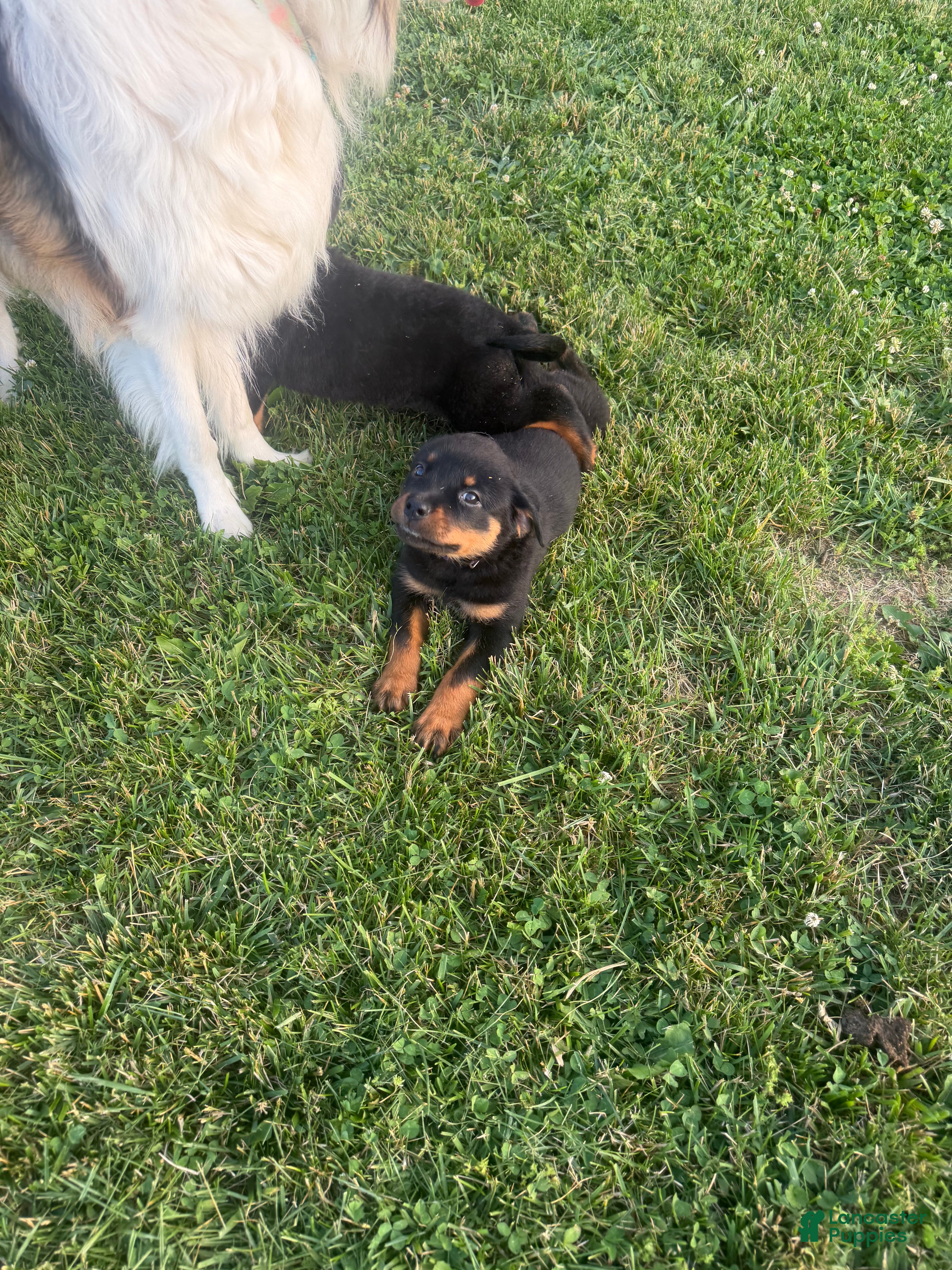 Rottweiler dogs Lilly - Ad 39